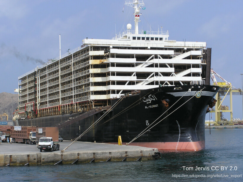 Israeli Government Supports Bill to End Live Imports From Australia