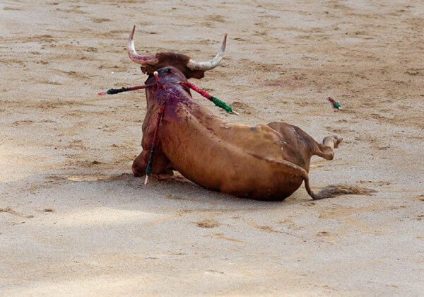 The victim of a bullfight in Pamplona.