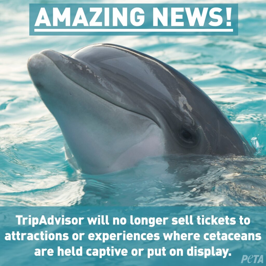 A photo of a dolphin with the news that TripAdvisor will no longer sell tickets to Sea World.