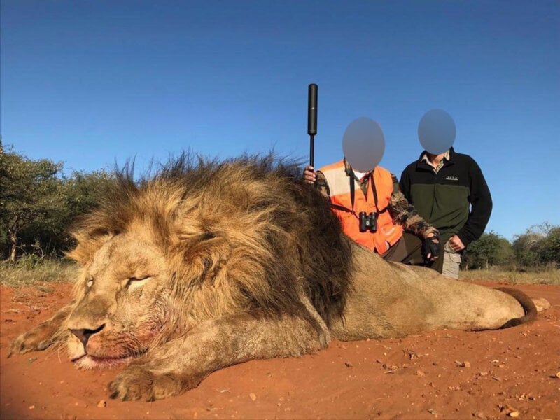 Image shows hunter with dead lions