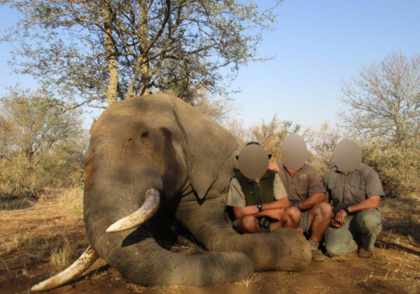 Image shows hunter with dead elephant