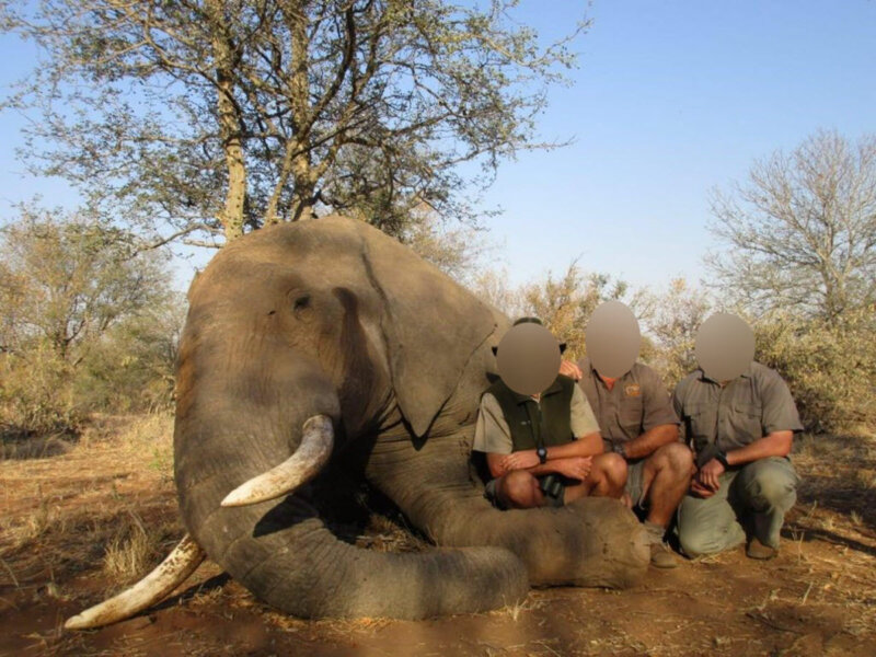 Image shows hunter with dead elephant