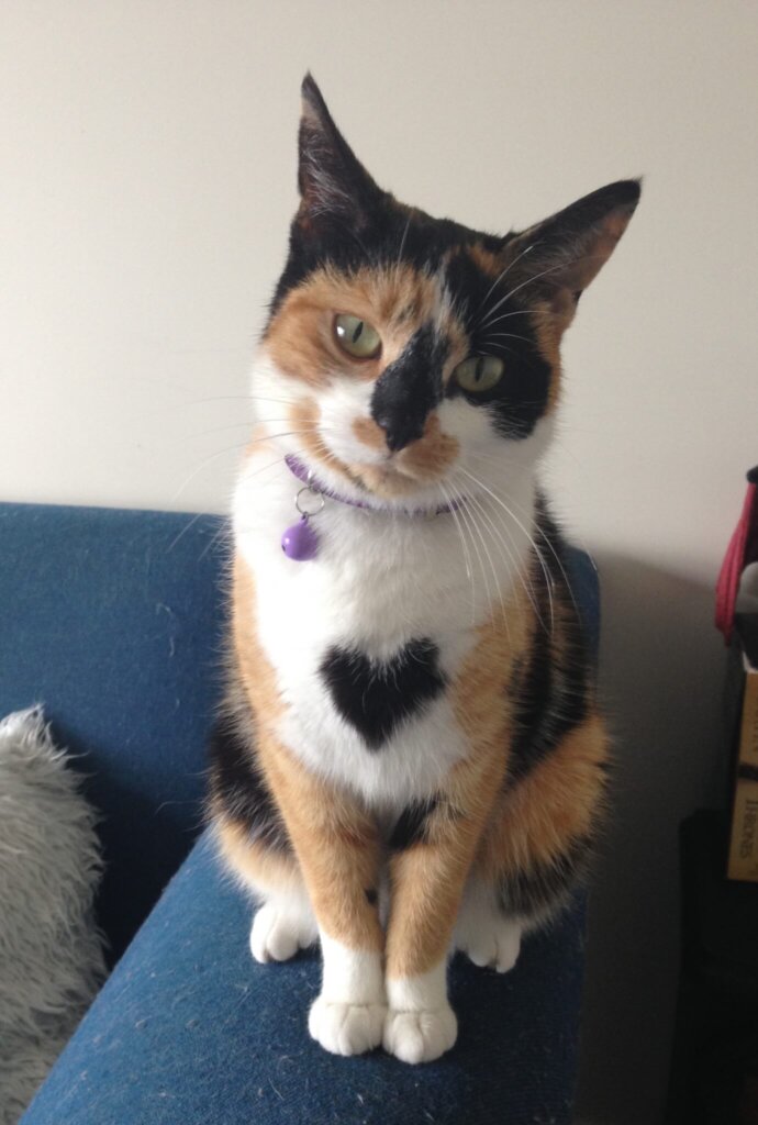 Turtle the rescued cat