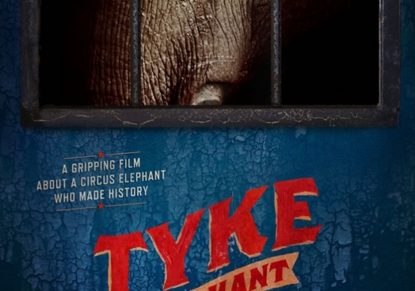 A Must-See Film: ‘Tyke Elephant Outlaw’
