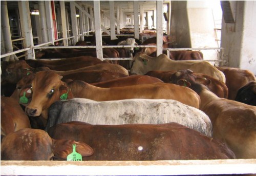 Typical stocking density on live export ships