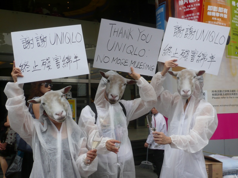 VICTORY! UNIQLO Pledges to Phase Out Buying Wool From Mulesed Sheep!