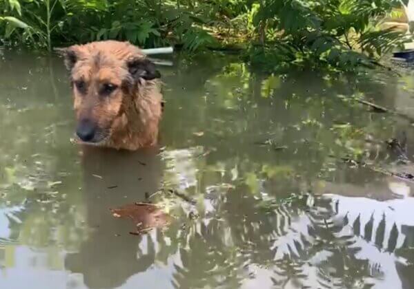 Heart-Pounding Rescue Pulled Off in Ukraine – Watch the Video Now