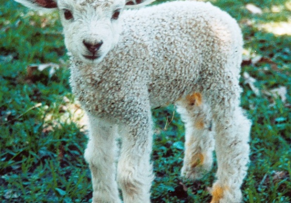 Uniqlo: Stop Buying Wool From Mulesed Sheep!