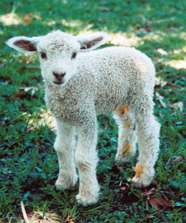 Uniqlo: Stop Buying Wool From Mulesed Sheep!