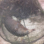 Platypus drowned in opera house net in Cedar Creek, Samford, Queensland.