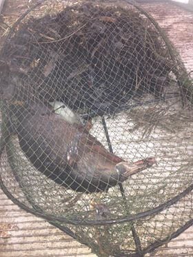 Platypus drowned in opera house net in Cedar Creek, Samford, Queensland.