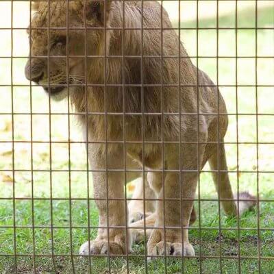 Lion cub at Stardust Circus, Australia