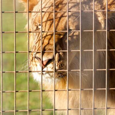 Lion at Stardust Circus, Australia