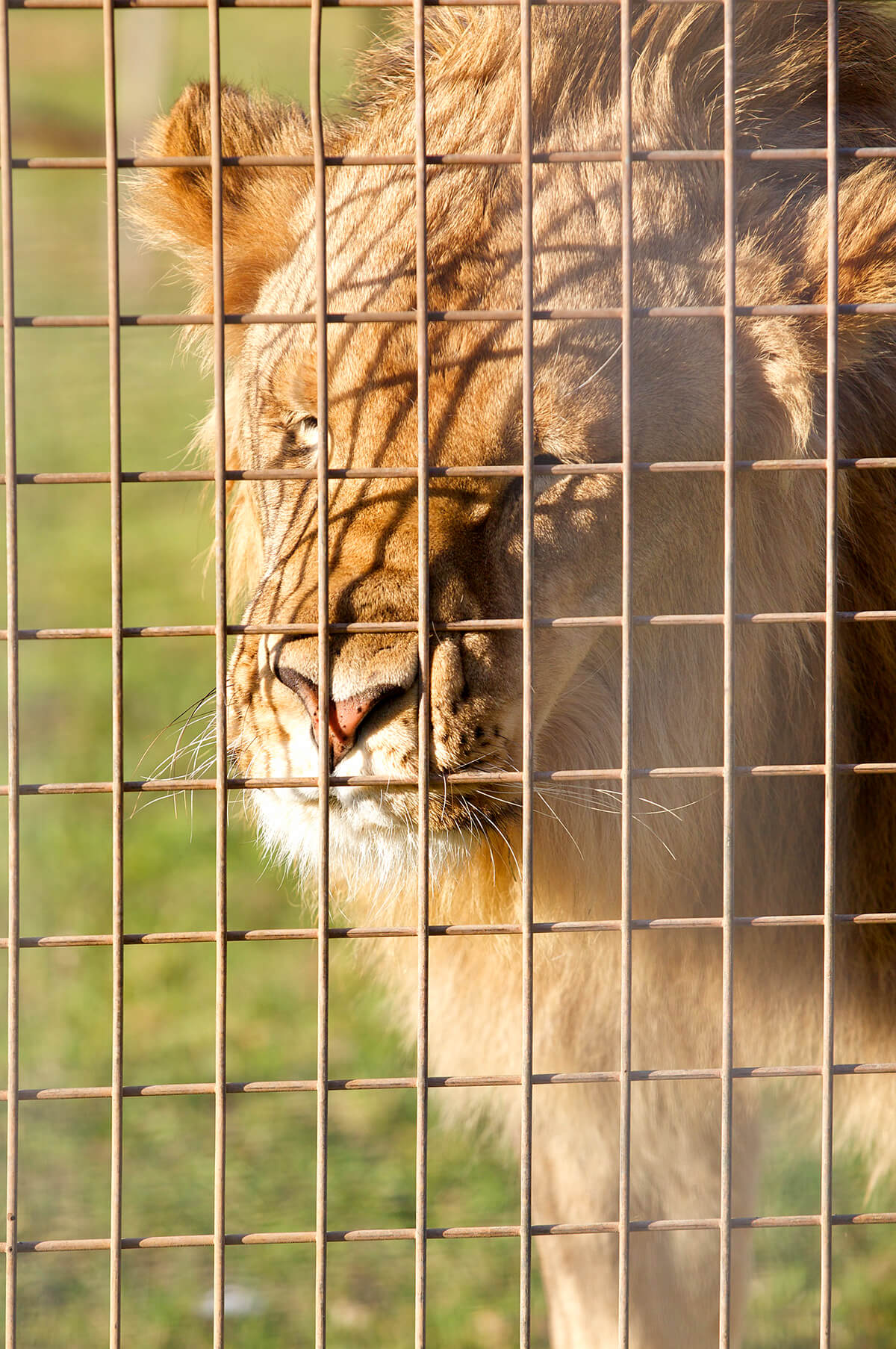 Lion at Stardust Circus, Australia