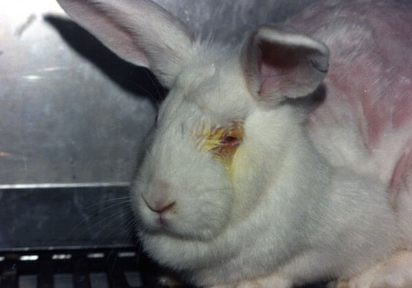 EU: Don’t Let Animal Testing For Cosmetics Sneak In Through The Back Door