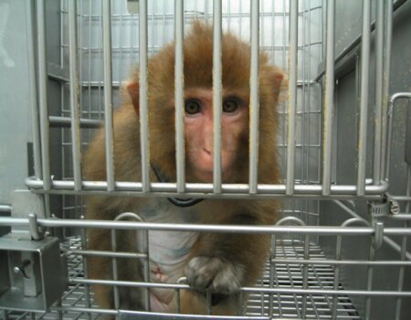 A monkey in a lab.