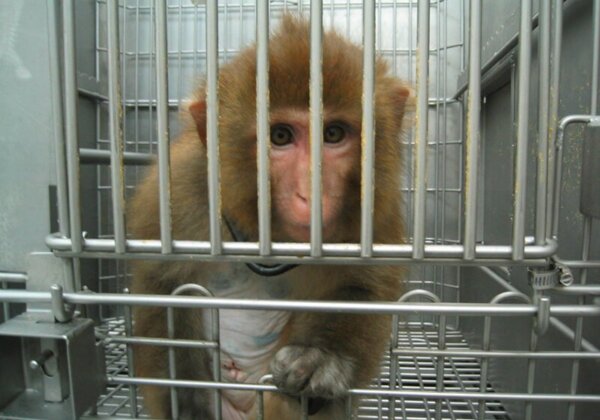 A monkey in a lab.