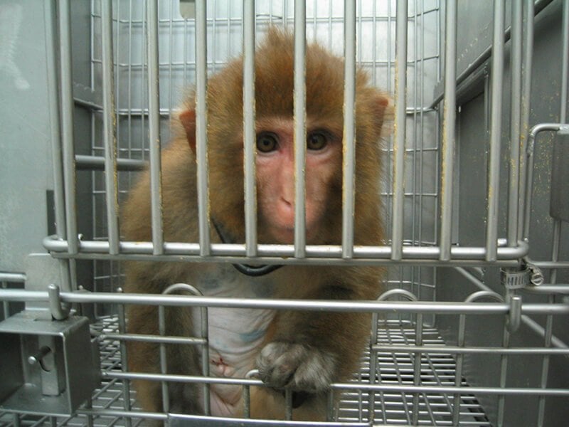 A monkey in a lab.