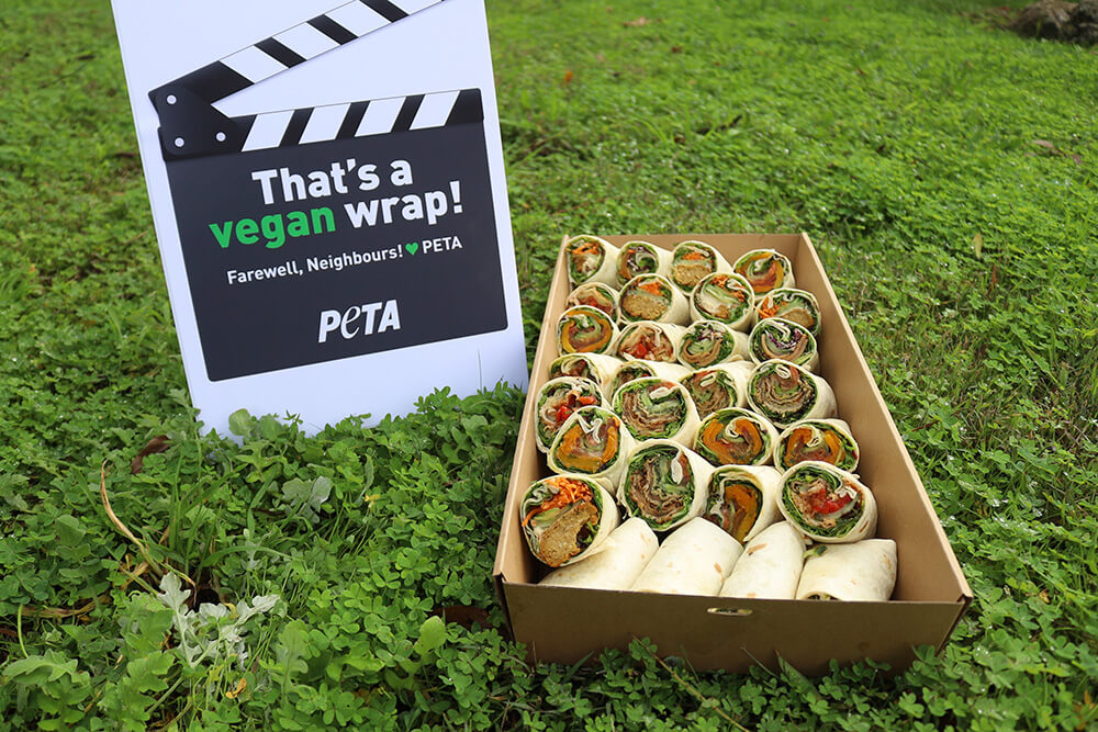 a plate of vegan wraps with a sign that reads: "That's a vegan wrap!"