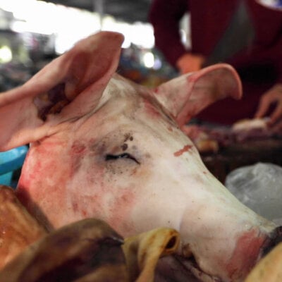 A dead pig at a live animal market.