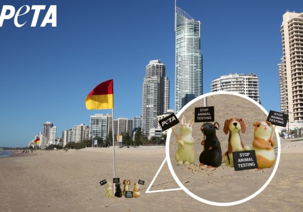 Image shows small toy animals holding protest signs on city background.
