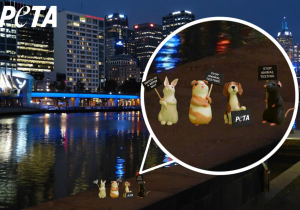 Image shows small toy animals holding protest signs on city background.