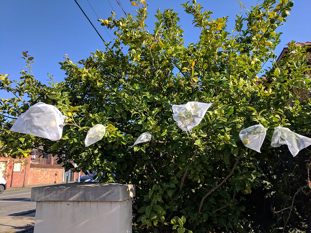 washing bags zipped over individual branches.