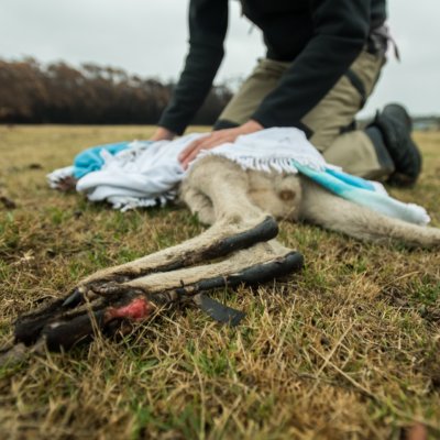 a photo of a kangaroo injured by bushfire.