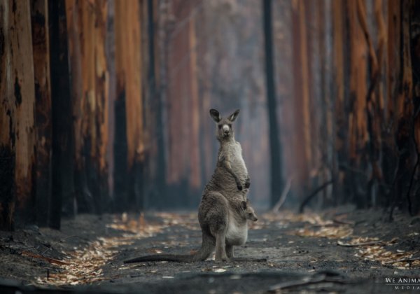 Paul Smith Confirms Kangaroo-Skin Ban