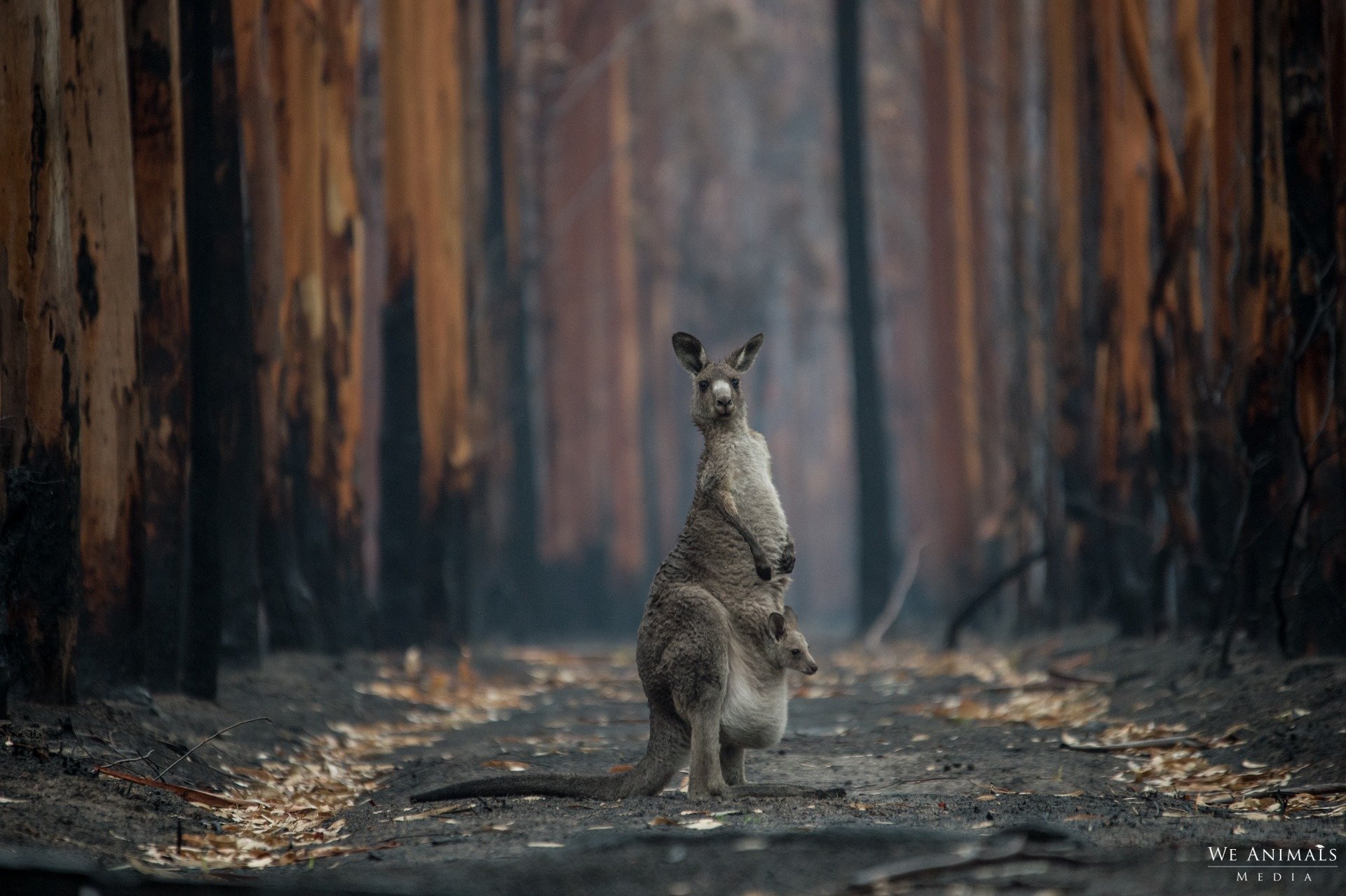 A photo of a kangaroo in burnt bushland.