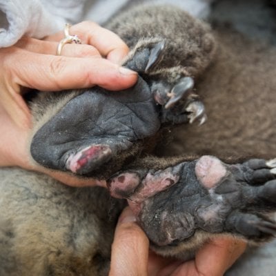 A photo of a koala's burnt paws.