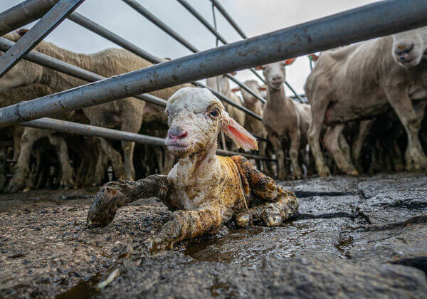 Wool Industry Greenwashing Misleads Consumers