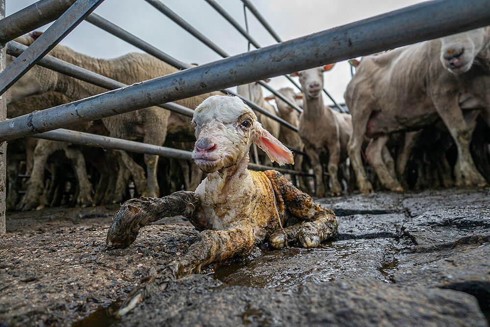 a lamb at a saleyard