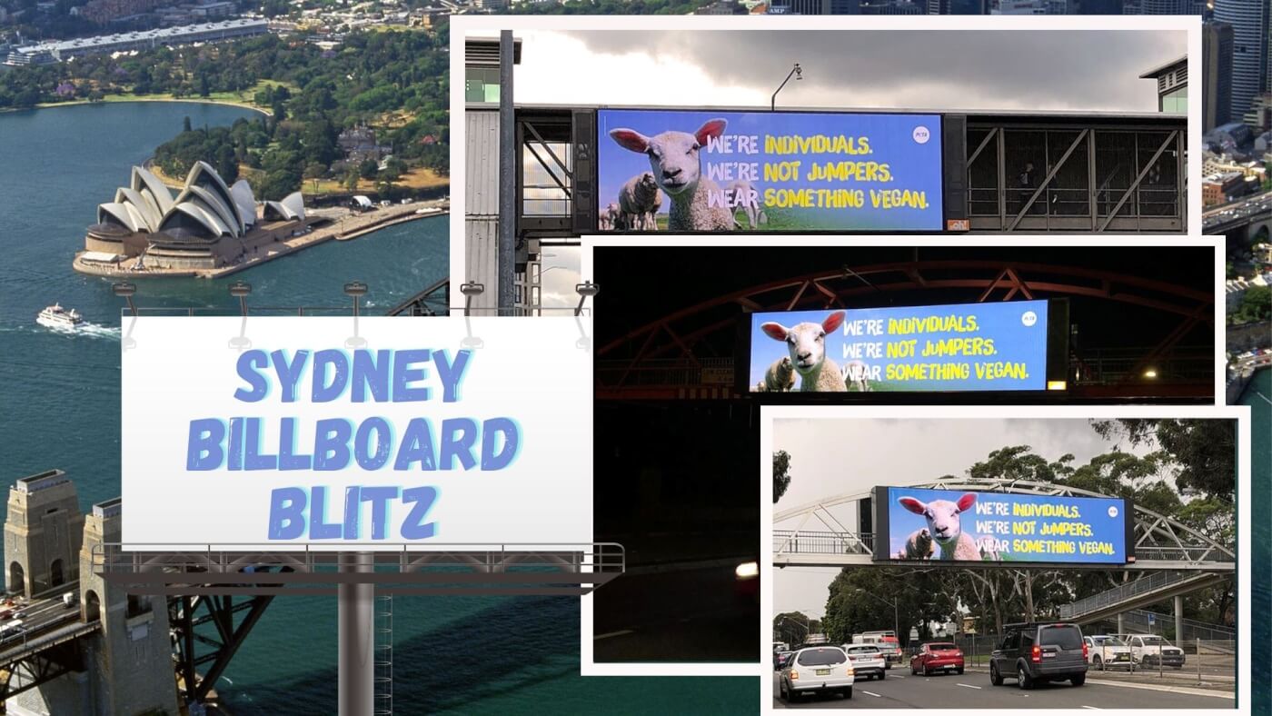 Billboards around Sydney that say "We're Individuals, We're Not Jumpers, Wear Something Vegan."