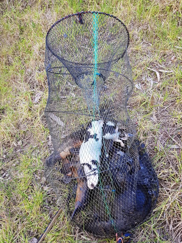 Seven Dead Platypuses Found in Fishing Trap in Victoria River