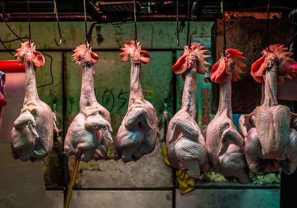 Whole chickens are hooked and hung through their nostrils on display for sale at a Taipei wet market.