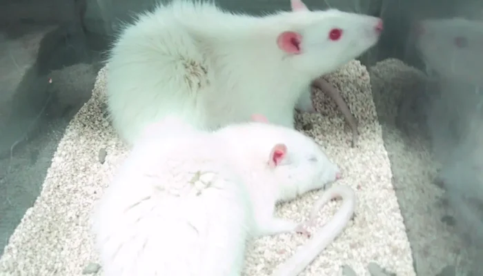 Urge Oreo Maker to Stop Paying for Experiments on Animals