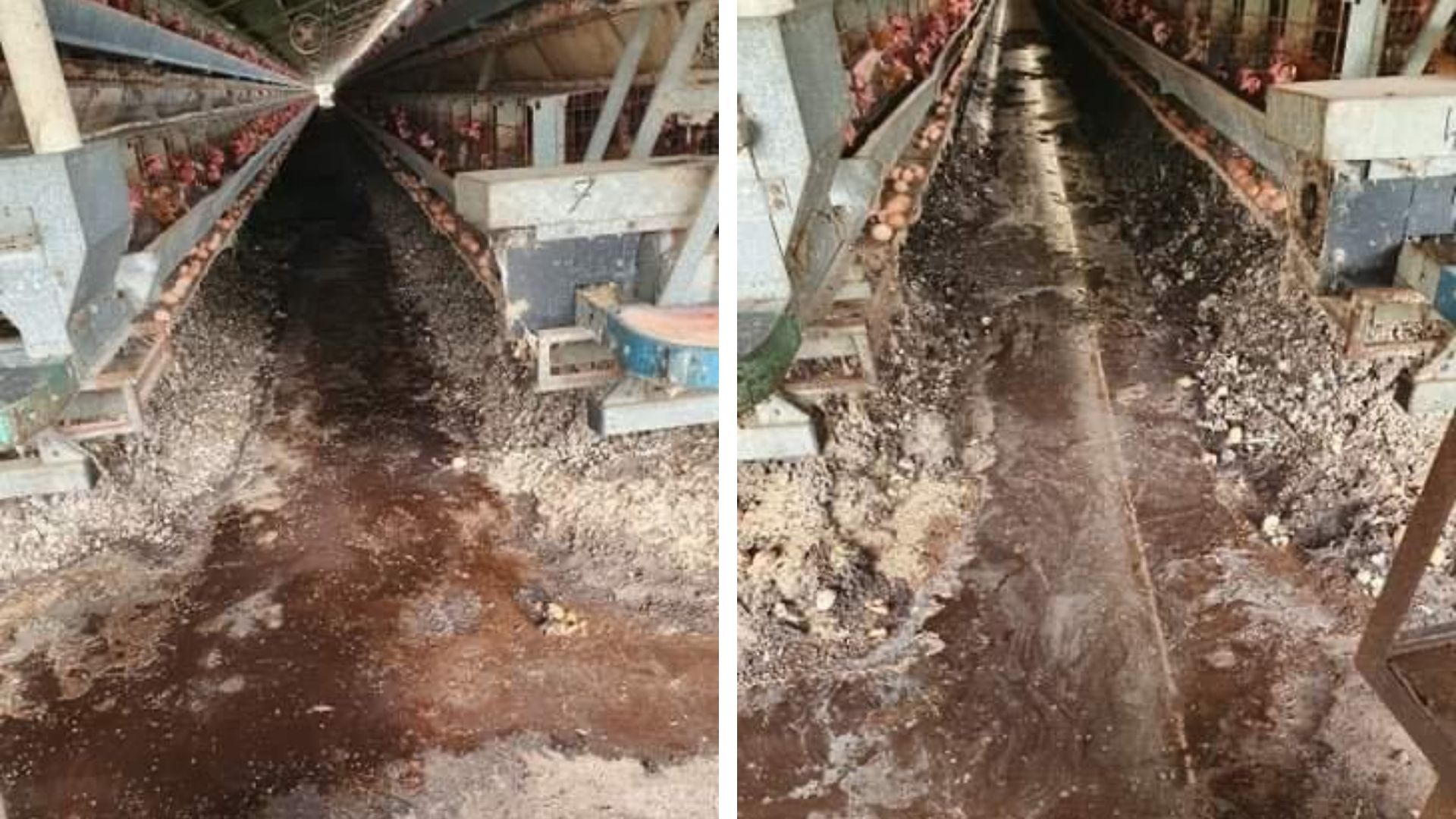 Filthy conditions at Williams Eggs.