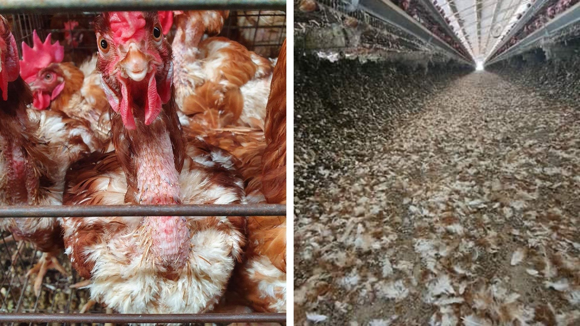 On the left, Chickens in cages at Williams Eggs and on the right, a filthy floor covered in feathers at Williams Eggs.