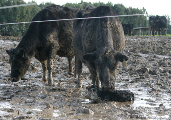Intensive Winter Grazing in New Zealand Is a Welfare and Environmental Disaster