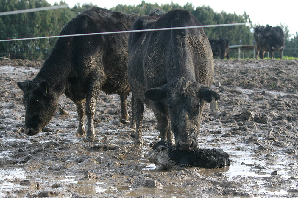 Intensive Winter Grazing in New Zealand's South Island.