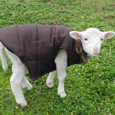 Woody the Rescued Lamb