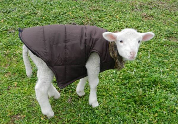 RESCUED: Woody the Lamb Escapes Slaughter and Finds Love