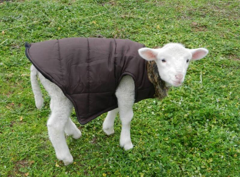 Woody the Rescued Lamb