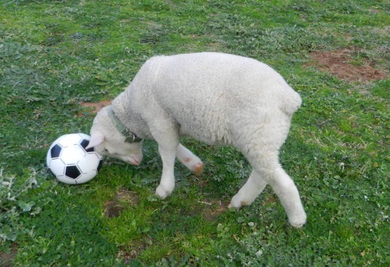 Woody the Rescued Lamb Headbutts Soccer Ball