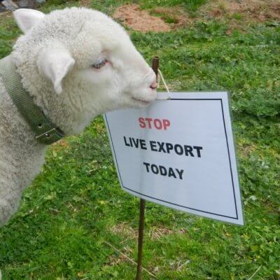 Woody the Rescued Lamb - Stop Live Export