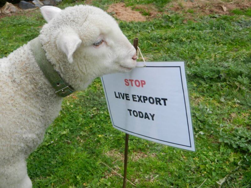 Woody the Rescued Lamb - Stop Live Export