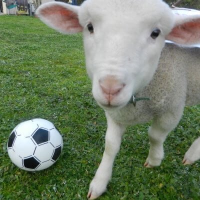 Woody the Rescued Lamb With Soccer Ball