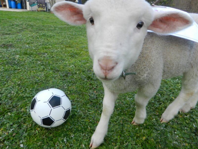 Woody the Rescued Lamb With Soccer Ball