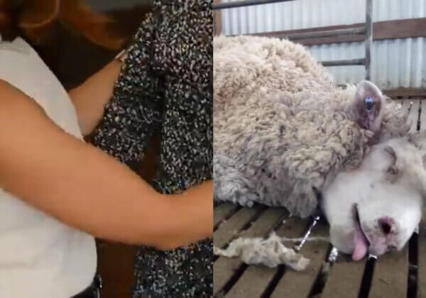 Wool in Reverse! This Video Will Change How You Think About Wool